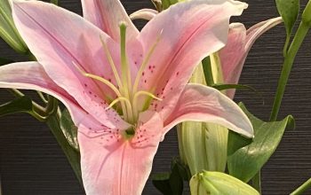 7月と8月の営業について